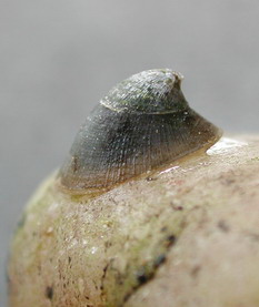 Patelline des fleuves
