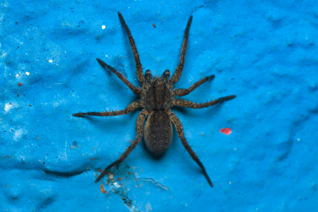 Pardosa paludicola