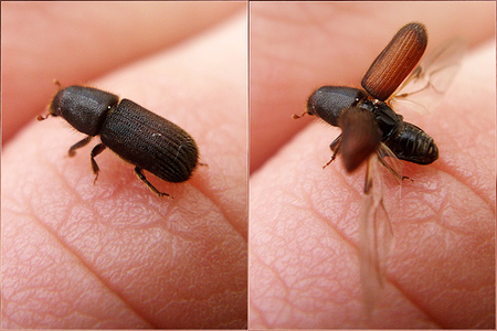 Hylurgus ligniperda
