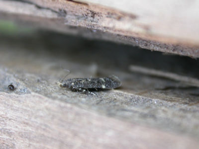 Dichomeris alacella