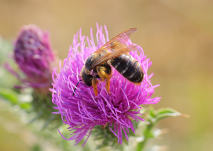 Halictus quadricinctus