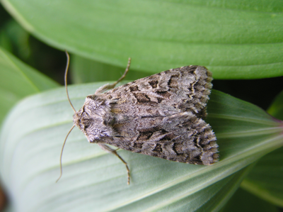 Noctuelle dentine (La)
