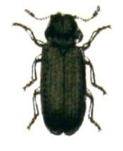 Oligomerus brunneus