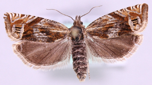 Eucosma aspidiscana