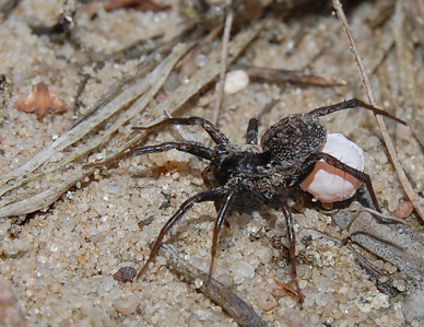 Xerolycosa miniata