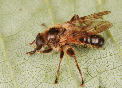 Brachypalpus laphriformis