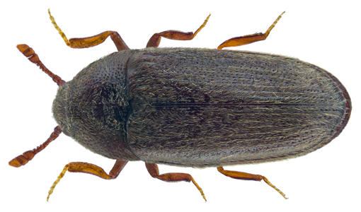 Aulonothroscus brevicollis