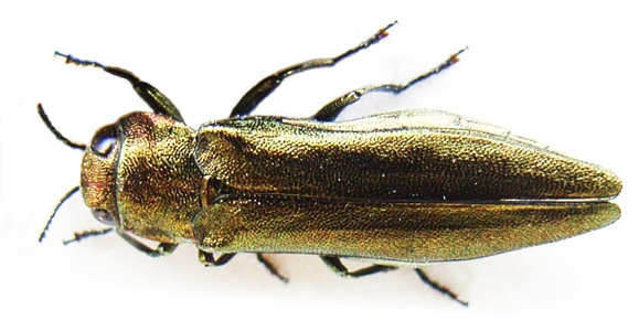 Agrilus viridis