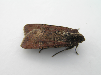 Noctuelle blessée (La)