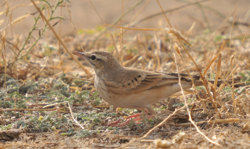 Pipit rousseline