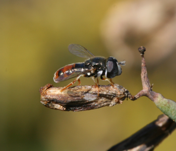 Paragus tibialis