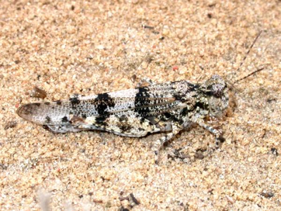 Oedipode aigue-marine