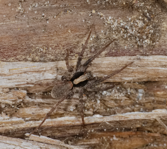 Xerolycosa nemoralis