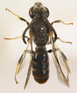 Lasioglossum albipes