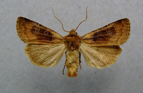 Noctuelle cuivreuse (La)