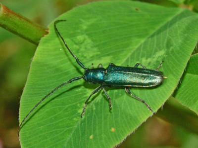 Agapanthia violacea