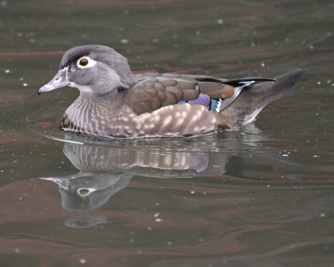 Canard carolin