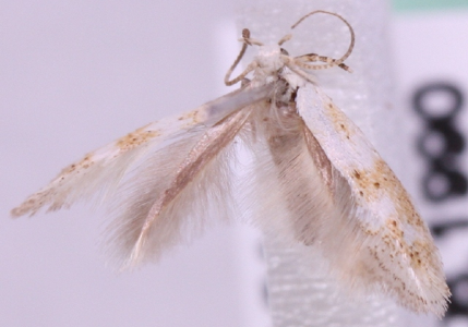 Elachista nolckeni