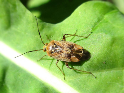 Lygus rugulipennis