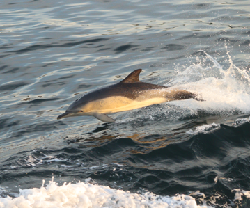 Dauphin commun