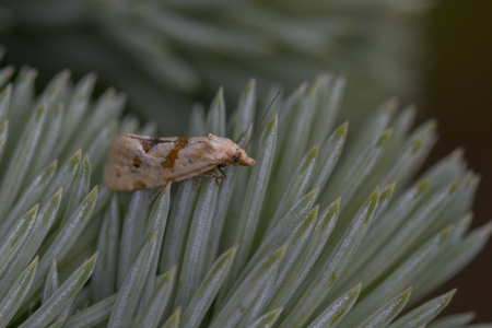 Ypsolopha sylvella