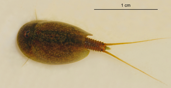 Lepidurus apus