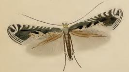 Parornix torquillella