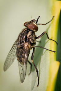 Mouche charbonneuse
