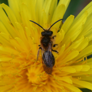 Andrena dorsata
