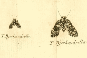 Tebenna bjerkandrella