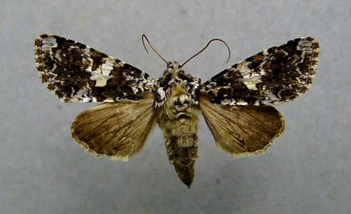 Noctuelle saupoudrée (La)