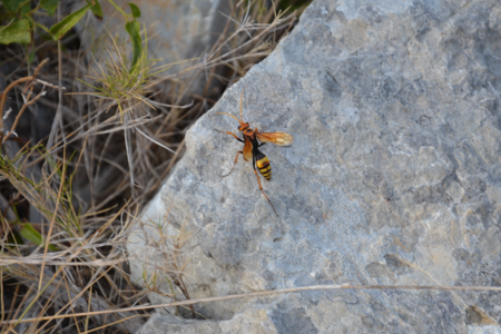 Cryptocheilus alternatus