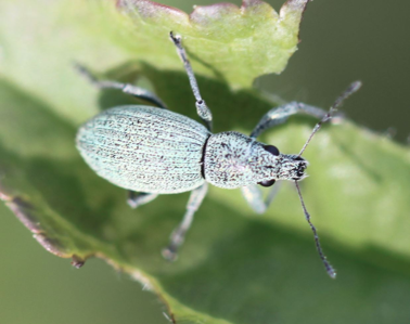 Eusomus ovulum