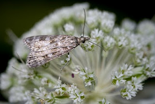 Eudorée des parois