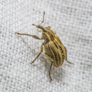 Hypera arator