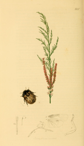Odontoscelis fuliginosa