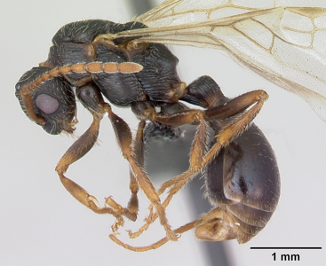 Myrmica sulcinodis