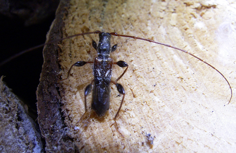 Molorchus minor