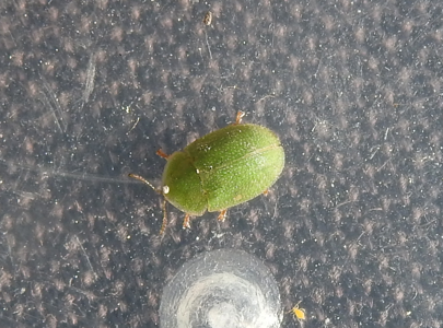 Cassida pusilla