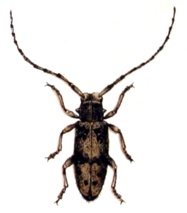 Exocentrus lusitanus