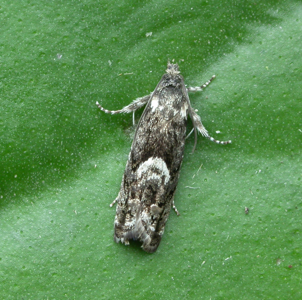 Pammene giganteana