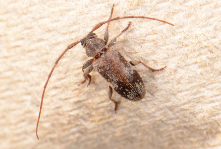 Exocentrus adspersus