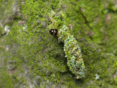 Narycia duplicella