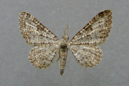 Eupithécie impure (L.)