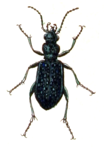 Elaphre des marécages