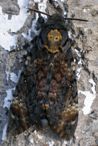 Sphinx Tête-de-Mort (Le)