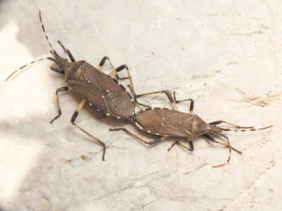 Dicranocephalus agilis