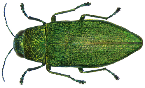 Kisanthobia ariasi