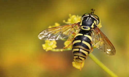 Chrysotoxum verralli