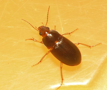 Amara bifrons